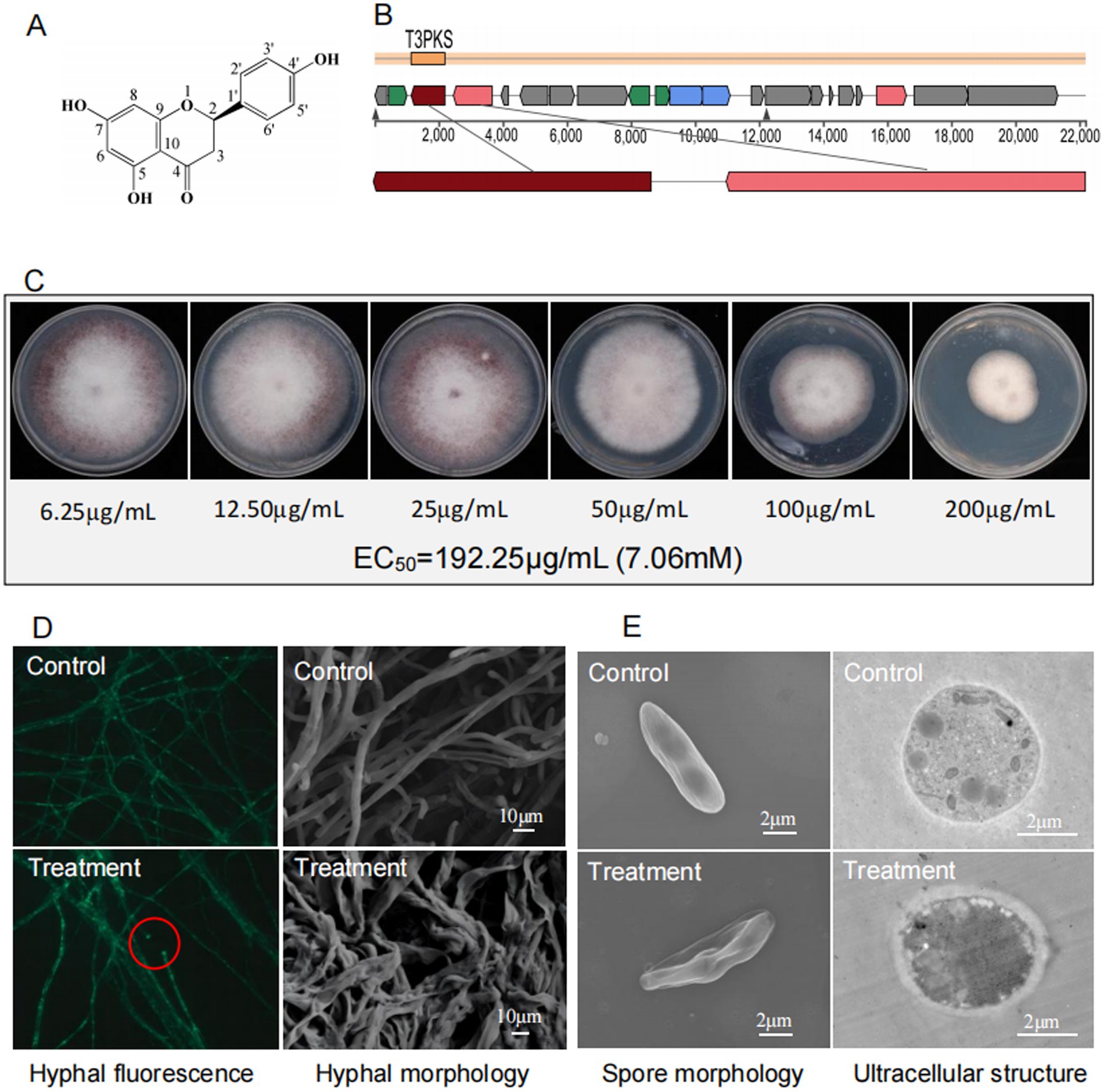 A composite image with five panels. Panel A shows a chemical structure of a compound. Panel B presents a gene cluster diagram labeled T3PKS with various colored segments and a scale from zero to twenty-two thousand. Panel C displays six petri dishes illustrating fungal growth at different concentrations, from six point two five to two hundred milligrams per liter, showing increased inhibition at higher concentrations with EC50 value highlighted. Panel D compares control and treatment fungal hyphal fluorescence and morphology, showing changes under treatment. Panel E contrasts control and treatment spore morphology and ultrastructural details, highlighting treatment effects.
