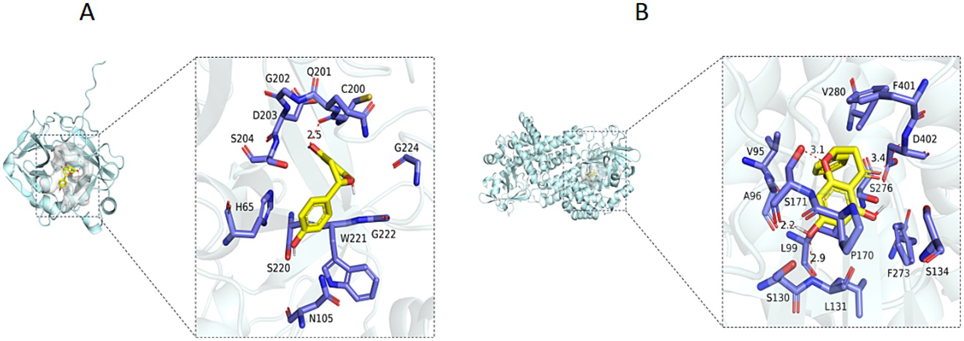 Structures A and B each depict a protein-ligand interaction, with detailed close-ups. The proteins are shown in light blue, while the ligands are yellow. Amino acid residues interacting with the ligands are labeled in blue, and distances between interactions are marked in red.