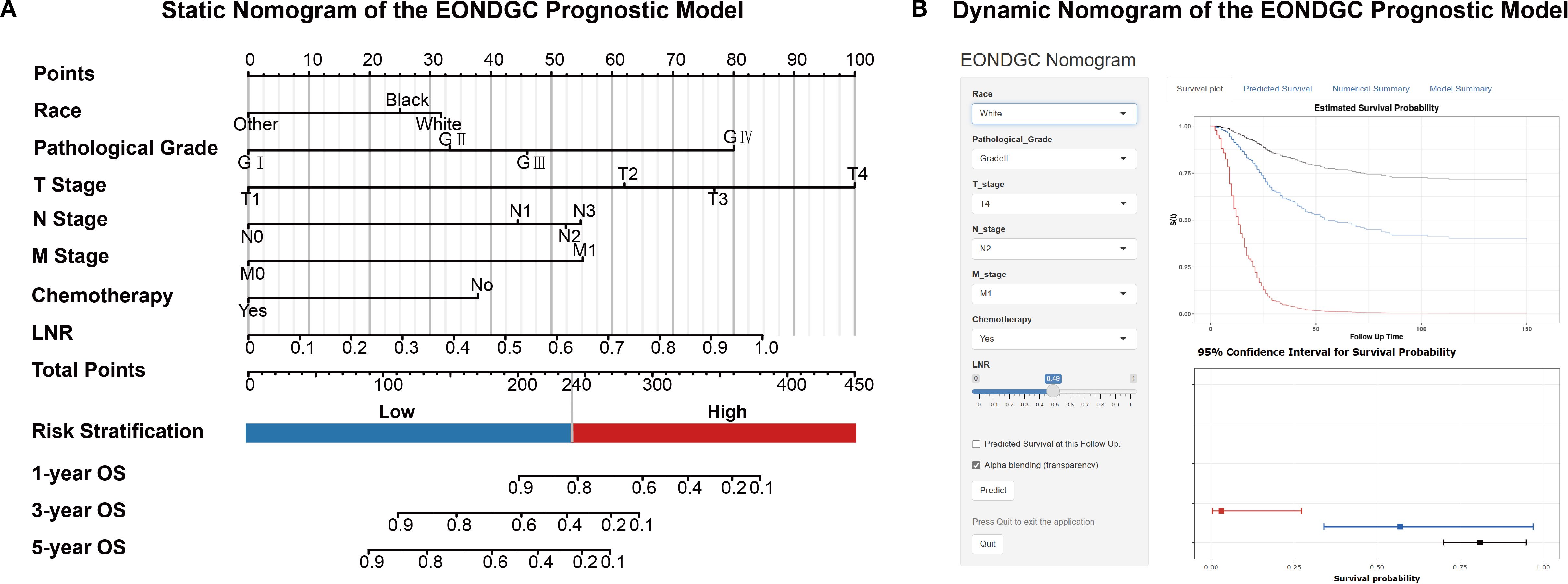 Static nomogram and dynamic interface of the EONDGC prognostic model are shown. Panel A features the static model with risk stratification based on race, pathological grade, T stage, N stage, M stage, chemotherapy, and LNR. It calculates total points to predict 1-year, 3-year, and 5-year overall survival (OS) rates. Panel B displays a dynamic nomogram interface with dropdowns for each variable, an estimated survival probability plot over follow-up time, and a 95% confidence interval graph for survival probability.