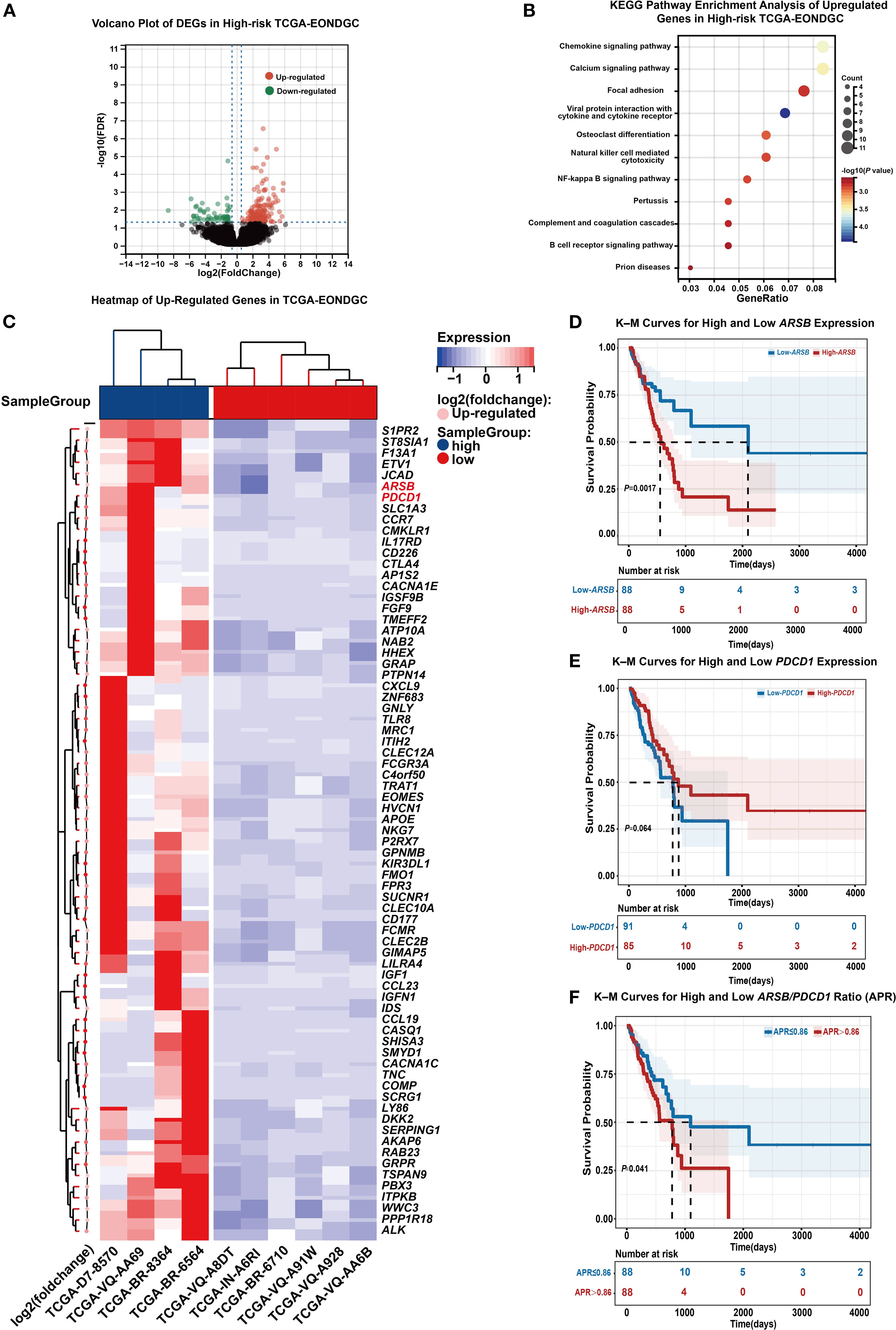 Multiple panels display gene expression and survival analysis in TCGA-EONDGC. Panel A shows a volcano plot of differentially expressed genes, with upregulated genes in red and downregulated in green. Panel B presents a KEGG pathway enrichment analysis in a bubble plot format. Panel C contains a heat map showing the expression levels of upregulated genes, with red indicating high expression and blue low expression. Panel D to F illustrate Kaplan-Meier survival curves comparing low and high expression of ARSB, PDCD1, and the ARSB/PDCD1 ratio, respectively, with associated p-values and number at risk tables.