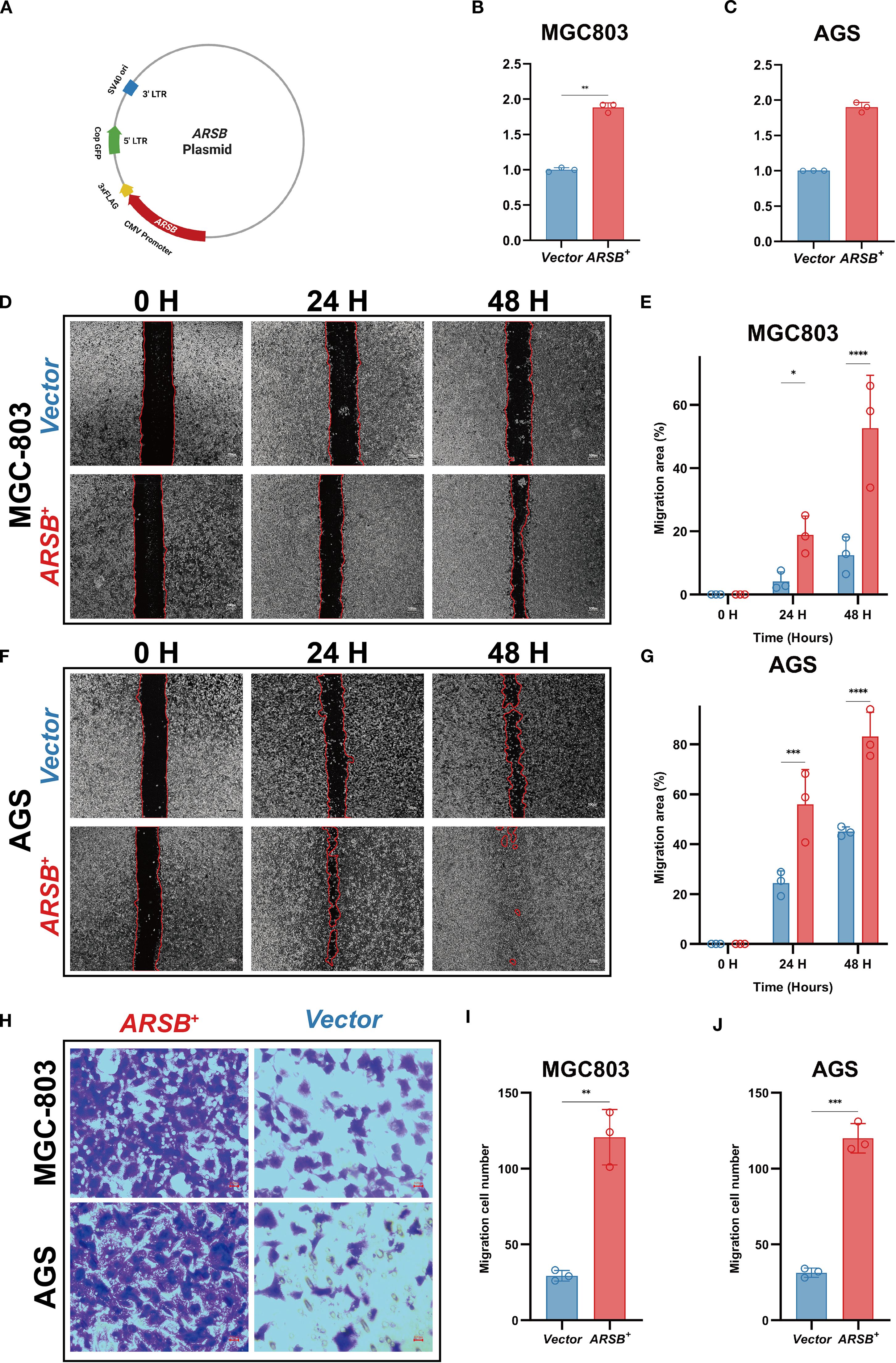 Multi-panel figure showing in-vitro validation of ARSB in gastric cancer cells. (A) Diagram of the ARSB overexpression plasmid. (B, C) RT-qPCR bar charts verify ARSB mRNA upregulation using GAPDH as reference. (D, E) For MGC-803 cells, wound-healing images at 0, 24, and 48 hours and a corresponding plot show greater gap closure with ARSB overexpression. (F, G) For AGS cells, wound-healing images at 0, 24, and 48 hours and a plot show similar improvements in closure. (H) Transwell micrographs display more migrated cells with ARSB overexpression. (I, J) Bar charts quantify migrated cells per field in MGC-803 (I) and AGS (J).