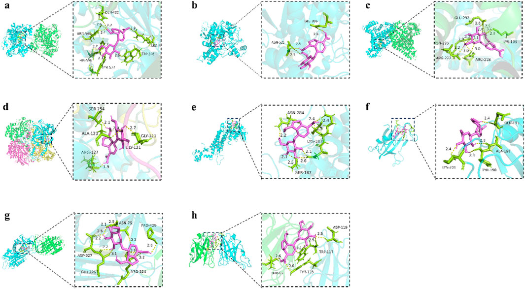 Illustration depicting a series of molecular interactions in different proteins. Each image, labeled a through h, shows a protein structure in cyan and green with pink ligands. Insets display detailed interactions with key amino acids labeled in green. Distances between atoms are noted, highlighting binding sites and molecular conformations.