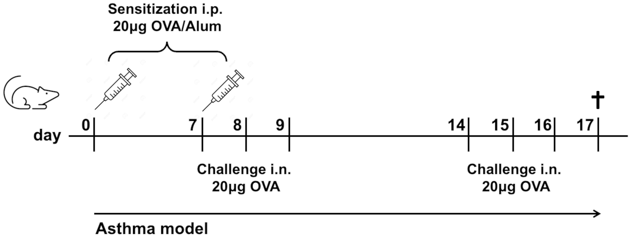 Timeline of an asthma model in mice. Day zero and seven involves intraperitoneal sensitization with 20 micrograms OVA/Alum. Days seven, eight, nine, fourteen, include intranasal challenge with 20 micrograms OVA. Concludes on day seventeen.