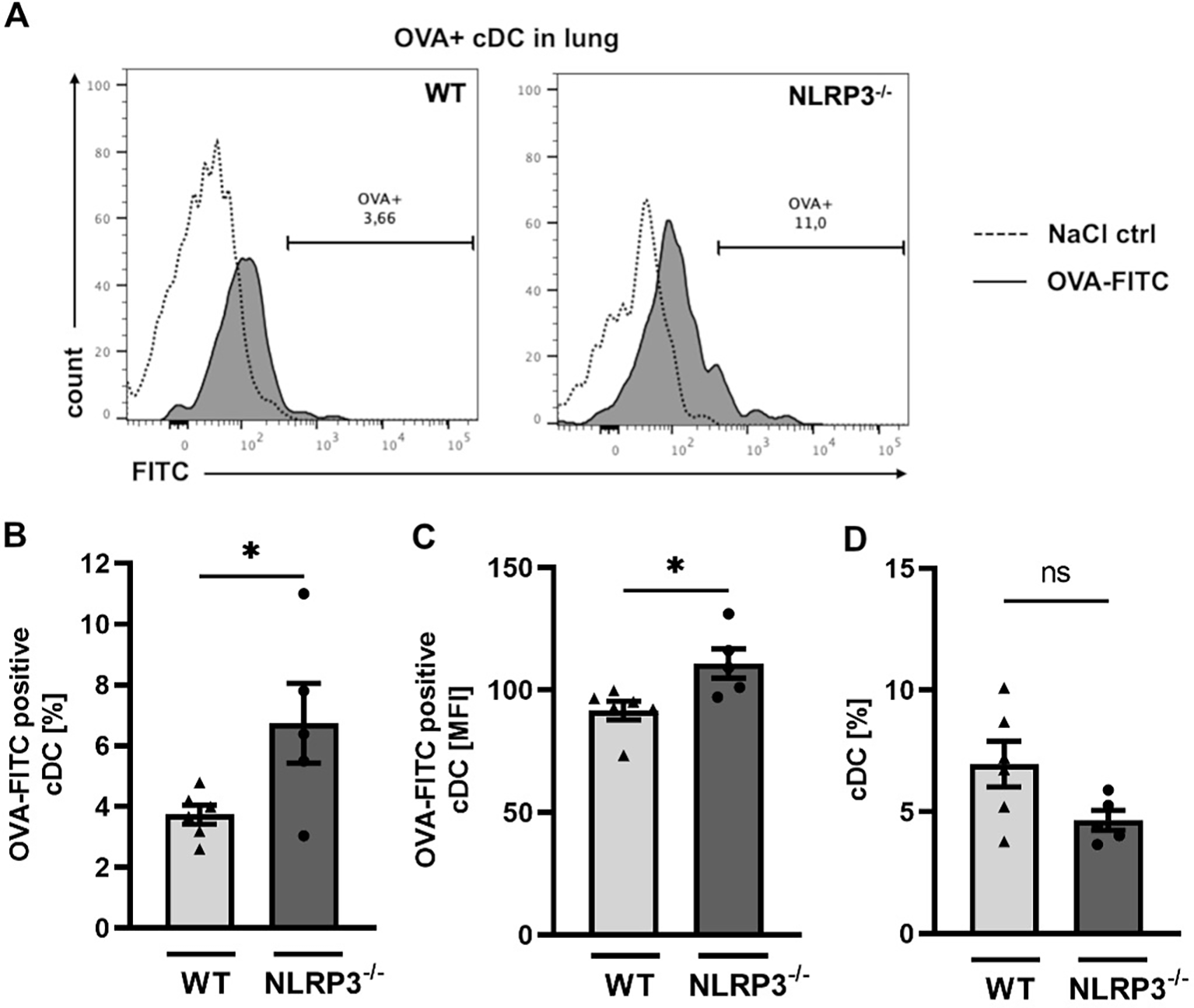 Flow cytometry analysis of OVA-positive dendritic cells in lungs. Panel A shows histograms comparing WT and NLRP3-deficient mice with FITC staining. Panels B and C display bar graphs indicating higher OVA-FITC positivity in NLRP3-deficient mice. Panel D shows no significant difference in cDC percentage.