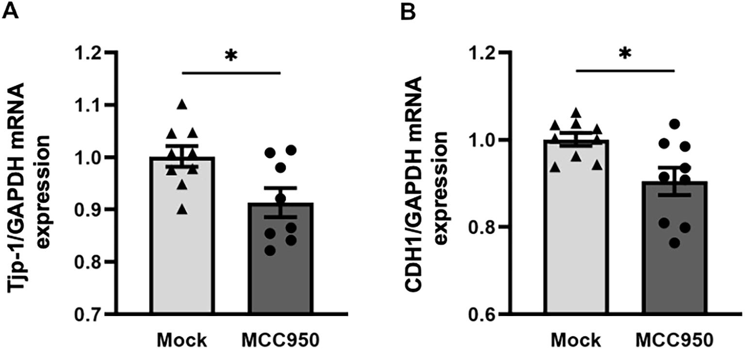 Bar graphs showing mRNA expression levels of Tjp-1 and CDH1 relative to GAPDH. Graph A compares Mock and MCC950 treatments, with a significant decrease in Tjp-1 expression in MCC950. Graph B shows a similar trend for CDH1, indicating both have decreased expression in MCC950 treatment compared to Mock. Both graphs have an asterisk indicating statistical significance.