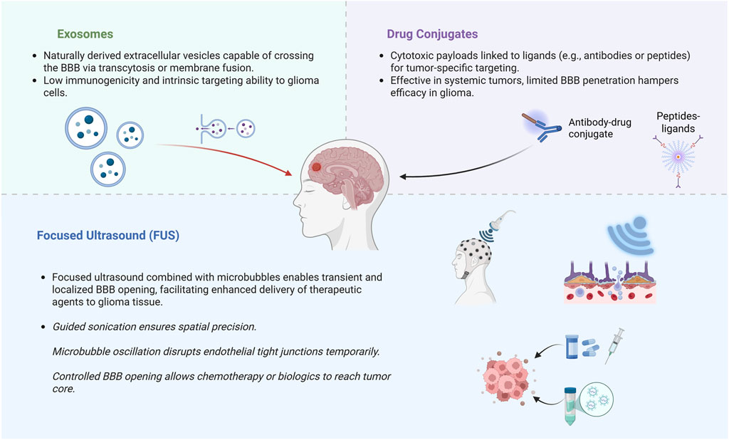 Illustration of three methods for targeting glioma cells: exosomes, drug conjugates, and focused ultrasound (FUS). Exosomes are depicted as vesicles capable of crossing the blood-brain barrier (BBB). Drug conjugates are shown as antibody-drug and peptide-ligand pairs for tumor targeting. FUS, combined with microbubbles, is illustrated to open the BBB transiently, allowing drug delivery to the tumor. Each method is described with benefits and limitations in glioma treatment.