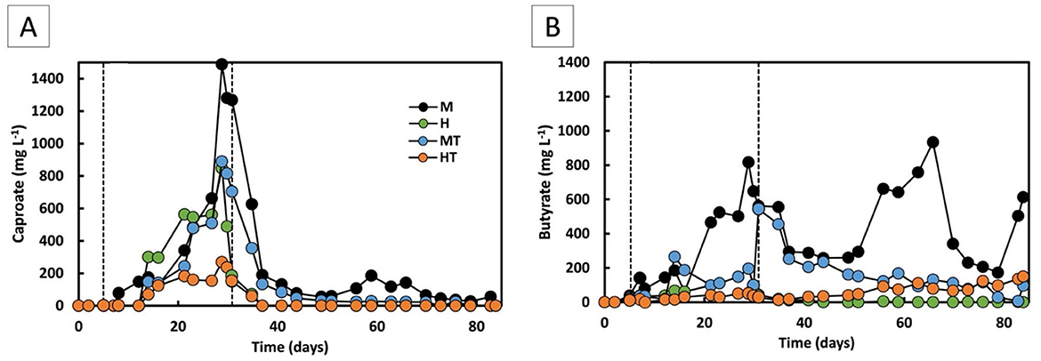 Two line graphs labeled A and B compare chemical concentrations over time in days. Graph A shows caproate levels for M, H, MT, and HT, peaking around 20 days and then declining. Graph B displays butyrate levels for the same variables, with less pronounced peaks and fluctuations but a similar timeline. Both use different colored lines for each variable, with vertical lines marking significant events.
