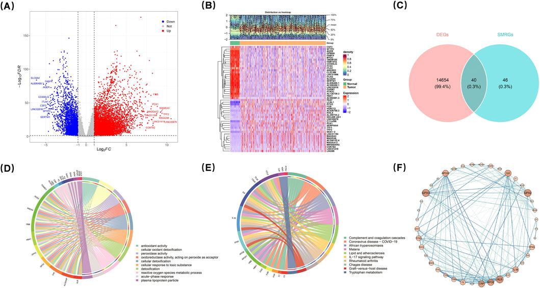 A composite of six panels showing various data visualizations. (A) A volcano plot with points colored blue, gray, and red, labeled Down, Not, and Up, indicating gene expression changes. (B) A heatmap with hierarchical clustering, showing gene expression across normal and tumor groups with color gradients representing expression levels. (C) A Venn diagram comparing DEGs and SMRGs, highlighting quantities in overlapping and non-overlapping sections. (D) Another circular diagram showing connections between genes and KEGG pathways. (E) Another circular diagram showing connections between genes and diseases. (F) Network diagram displaying interactions among genes in pathways.