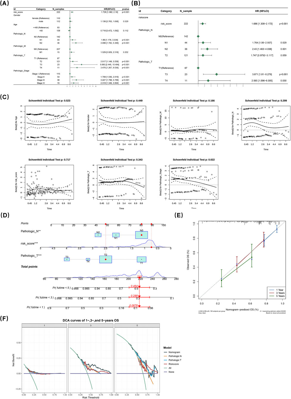 (A) and (B) show forest plots for hazard ratios with confidence intervals for various clinical factors. (C) presents Schoenfeld residual plots assessing proportional hazards assumptions. (D) depicts a nomogram for predicting overall survival with calibration curves for different time points. (E) illustrates calibration plots comparing predicted and observed survival probabilities for one, three, and five years. (F) shows decision curve analysis (DCA) plots evaluating net benefit across different models and time points.