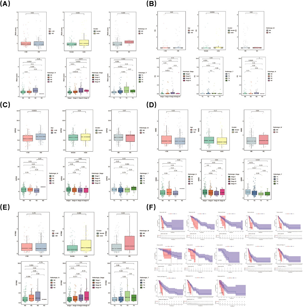 Six panels labeled A to F display box plots and Kaplan-Meier survival curves. Panels A to E feature box plots comparing two groups across three variables in top plots and multiple pathological stages in bottom plots. Panel F shows multiple Kaplan-Meier curves with confidence intervals, illustrating survival probabilities over time for different groups. Various colors distinguish the categories and stages. Statistical significance is noted with p-values on each plot.