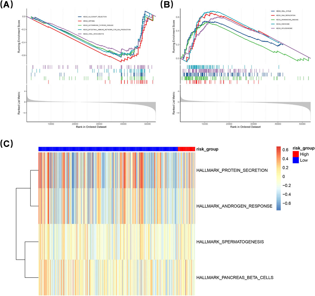 Three-part image displaying data visualizations. (A) Line graph showing running enrichment scores against a ranked dataset for various biological processes. (B) Another line graph with different processes displaying similar data. (C) A heatmap clustering samples by risk group, with annotations for processes like protein secretion and spermatogenesis. The heatmap uses a color scale from blue to red indicating low to high values.