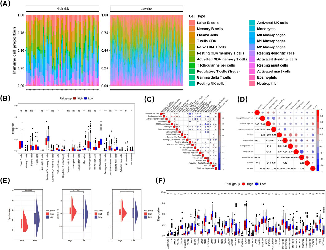 Image depicting multiple panels of data visualizations related to immune cell proportions and risk groups. Panel (A) shows stacked bar graphs comparing immune cell proportions in high-risk and low-risk groups, with a color legend for various cell types. Panel (B) presents a box plot comparing proportions of different cell types between risk groups. Panels (C) and (D) display correlation matrices of cell type interactions, using color-coded circles to indicate strength and direction of correlations. Panel (E) includes three violin plots comparing expressions of specific genes between risk groups. Panel (F) shows a box plot of gene expression levels across different risk groups.