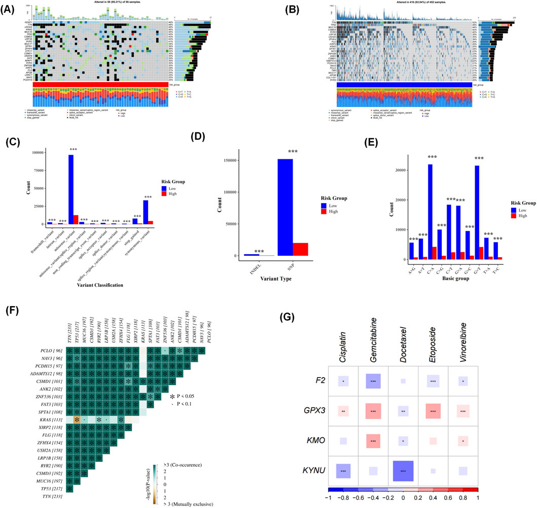 Panel A shows a heatmap of alterations in 20.1% of 145 samples, detailing frequencies and types. Panel B visualizes alterations in 18.9% of 121 samples similarly. Panel C is a bar chart of variant classification counts by risk group, highlighting significant differences. Panel D displays variant type distribution. Panel E illustrates basic group counts with notable differences between risk groups. Panel F presents a heatmap of gene co-occurrence and exclusivity with statistical significance. Panel G is a correlation matrix of drug response, showing strengths and significance for genes F2, GPX3, KMO, and KYNU.