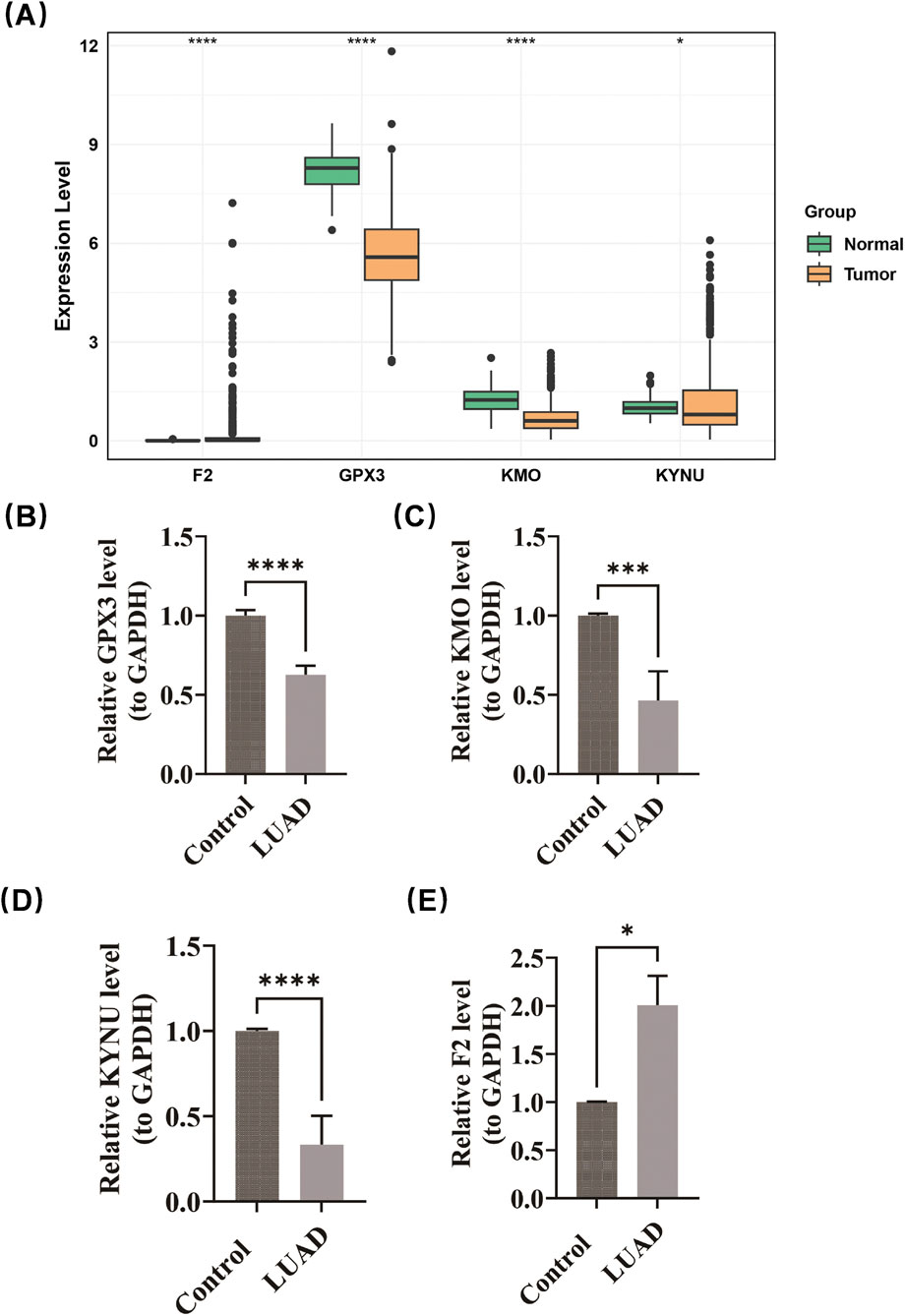 Chart A is a box plot showing expression levels of F2, GPX3, KMO, and KYNU in normal and tumor groups, with significant differences marked by asterisks. Charts B to E are bar graphs comparing relative expression levels to GAPDH between control and LUAD groups, each showing statistically significant differences.