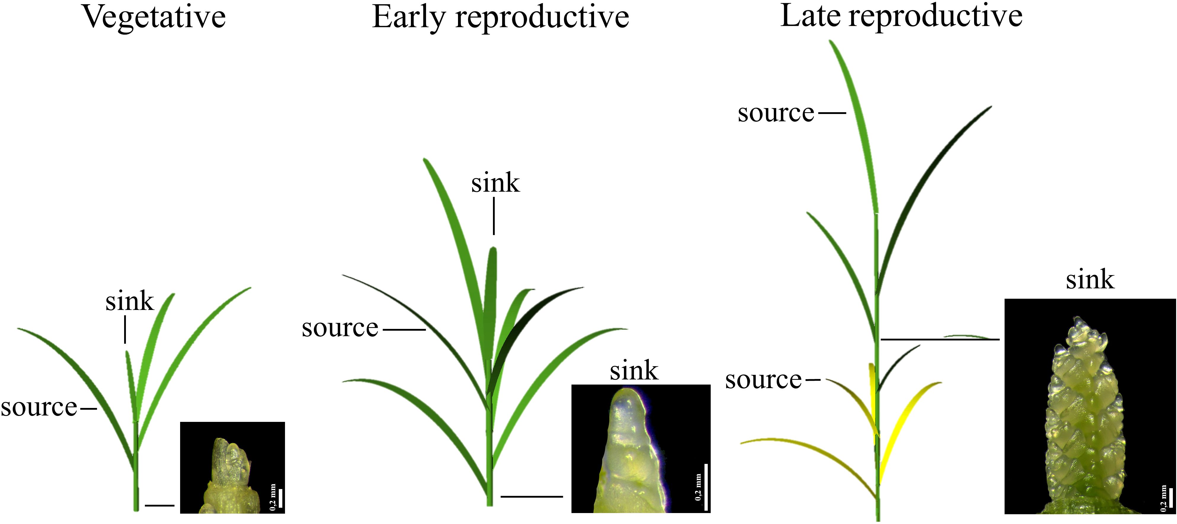 Illustration of wheat growth stages: vegetative, earlyreproductive, and late reproductive. The vegetative stage features labeled “source” and “sink” leaves, the early reproductive stage features labeled