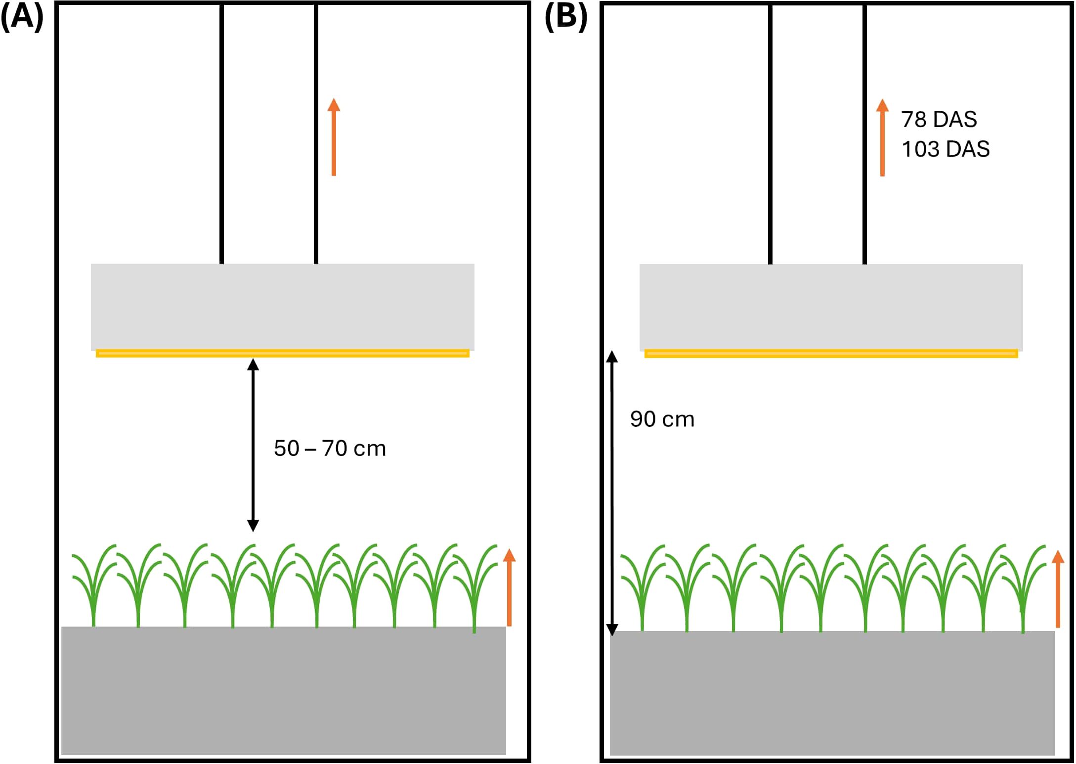 Diagram comparing two setups for plant growth under lighting. (A)Shows plants with a light source 50-70 centimeters above them. Arrows indicate movement of the lamp and growth of the plants. (B) Shows plants with a light source 90 centimeters above them. Arrows indicate growth of the plants and movement of the lamps on 78 and103 days after sowing (DAS).