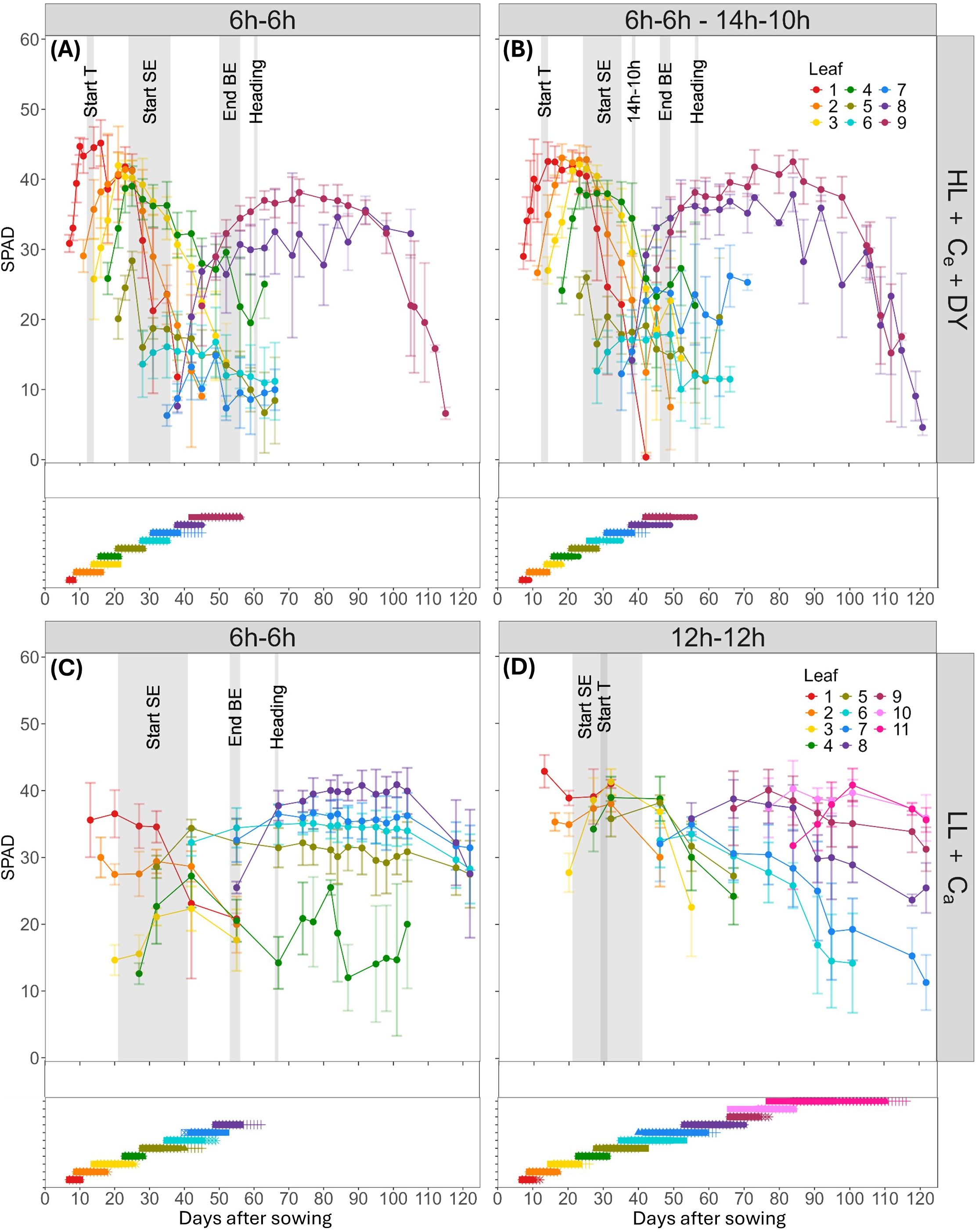 Four line graphs display SPAD values over days after sowing,divided into two columns and two rows, labeled A, B, C, and D. Each graph has colored dots, connected with lines, representing different leaf numbers. The top graphs compare treatments 6h-6h (A)and 6h-6h to 14h-10h (B) with stages Start T, Start SE, End BE, and Heading marked, and 14h-10h marked only in (B).The bottom graphs compare 6h-6h (C) and 12h-12h (D) with stages Start SE, End BE and Heading noted in (C) and Start SE and Start T in (D). Error bars indicate variability. At the bottom of each graph, horizontal lines colored per leaf number indicate period of elongation of each leaf.