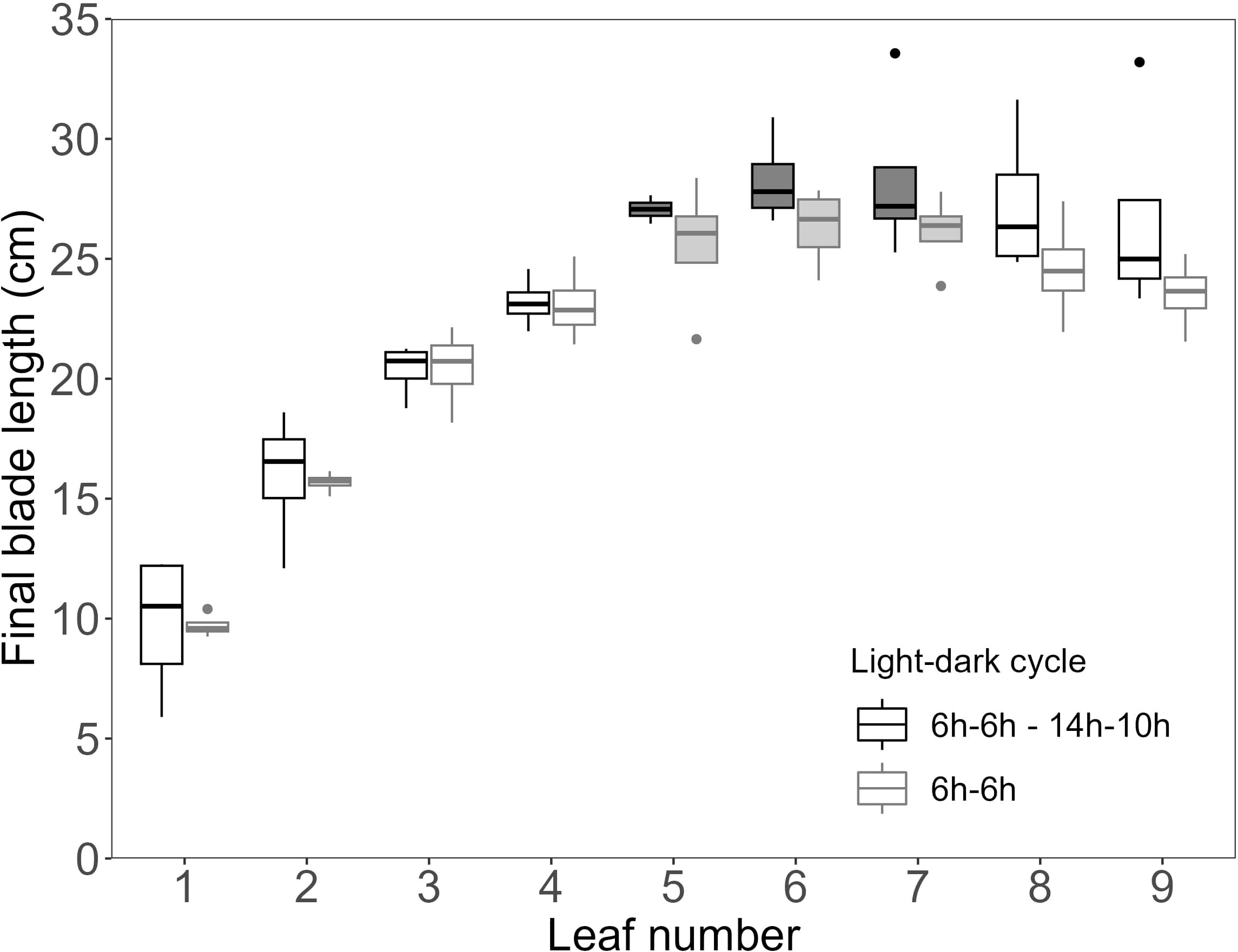 Box plot showing final blade length in centimeters against leafnumber, ranging from 1 to 9. Light grey boxplots indicate the 6h-6h light-dark cycle, dark grey boxplots indicate the 6h-6h - 14h-10h light-dark cycle. Boxplots of leaves five to seven are filled, other boxplots are open. The data shows increasing blade length with leaf number, with some variation in length across cycles. Outliers are marked with dots.