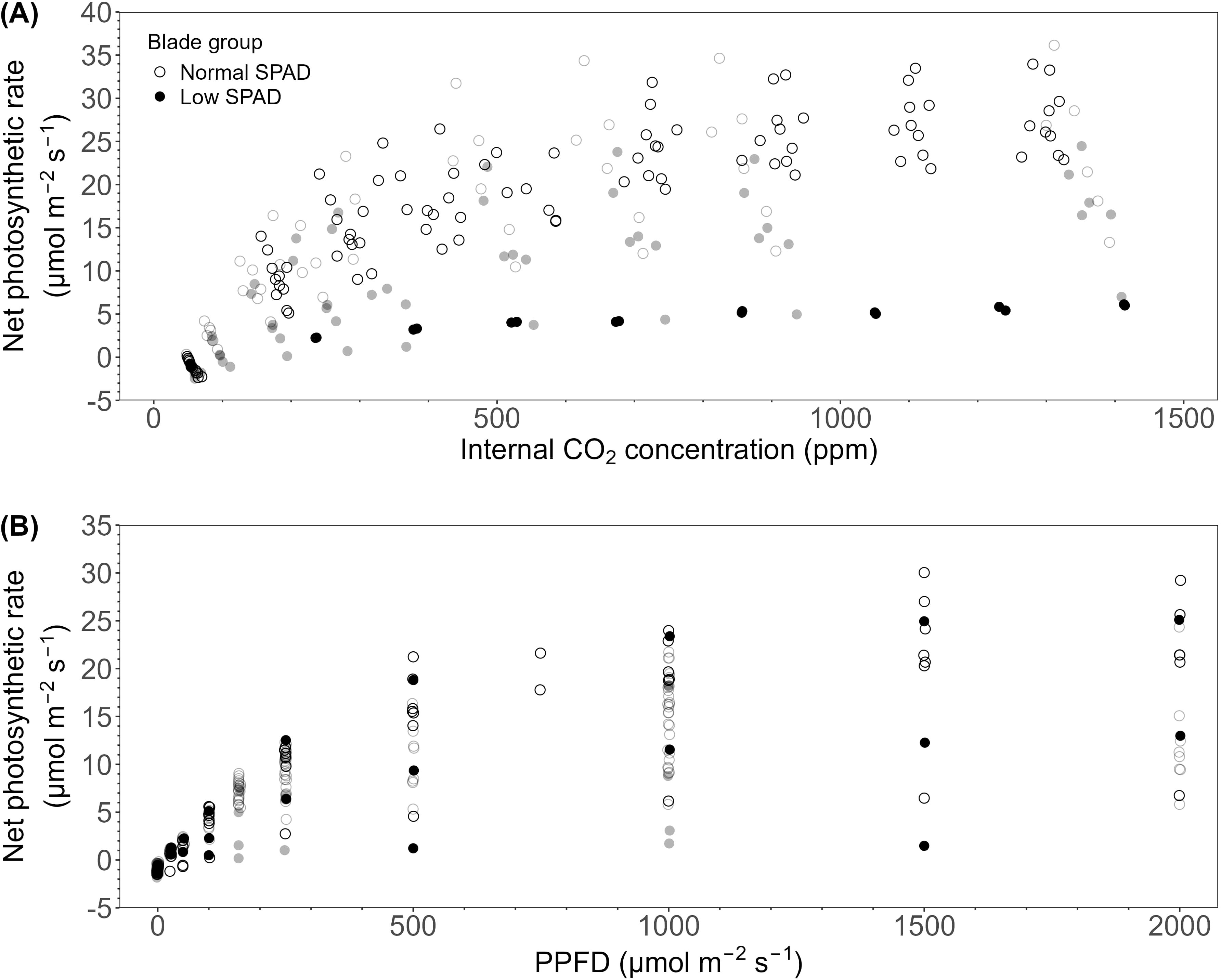Two scatter plots compare net photosynthetic rates. Plot A showsrates versus internal CO2 concentration in ppm, categorized by blade group. Plot B displays rates against photosynthetic photon flux density (PPFD) in micromoles per square meter per second, similarly categorized. Normal SPAD data are represented by open circles, while low SPAD data are shown as filled circles.