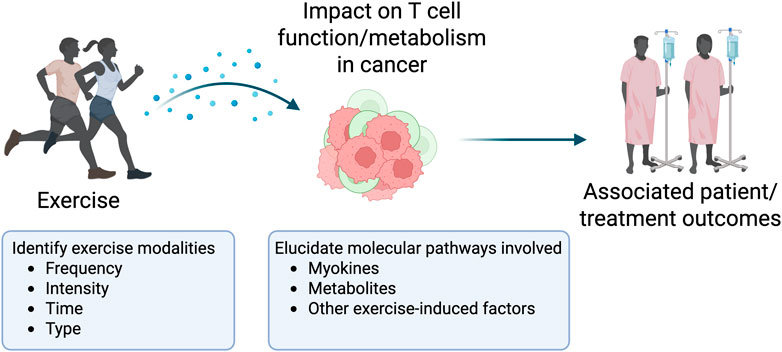 Diagram illustrating the impact of exercise on T cell function and metabolism in cancer. On the left, two people are running, representing exercise, with a note about identifying exercise modalities: frequency, intensity, time, type. In the center, cells depict T cell impact. On the right, two patients with IVs symbolize patient treatment outcomes. Additional factors include elucidating molecular pathways: myokines, metabolites, and other exercise-induced factors.