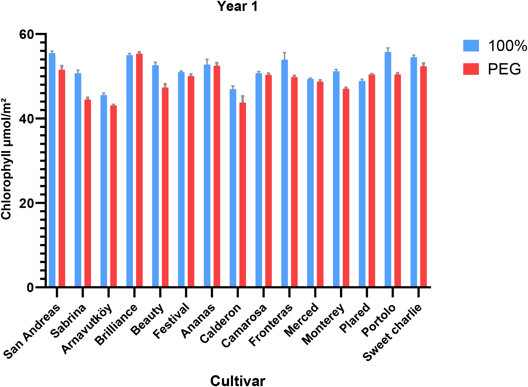 Bar chart showing chlorophyll levels in various cultivars for Year 1. Blue bars represent 100 percent treatment, and red bars represent PEG treatment. Cultivars include San Andreas, Sabrina, Arnavutköy, Brilliance, Beauty, Festival, Ananas, Calderon, Camarosa, Fronteras, Merced, Monterey, Plared, Portolo, and Sweet Charlie. Chlorophyll levels measured in micromoles per square meter range from 20 to 60.