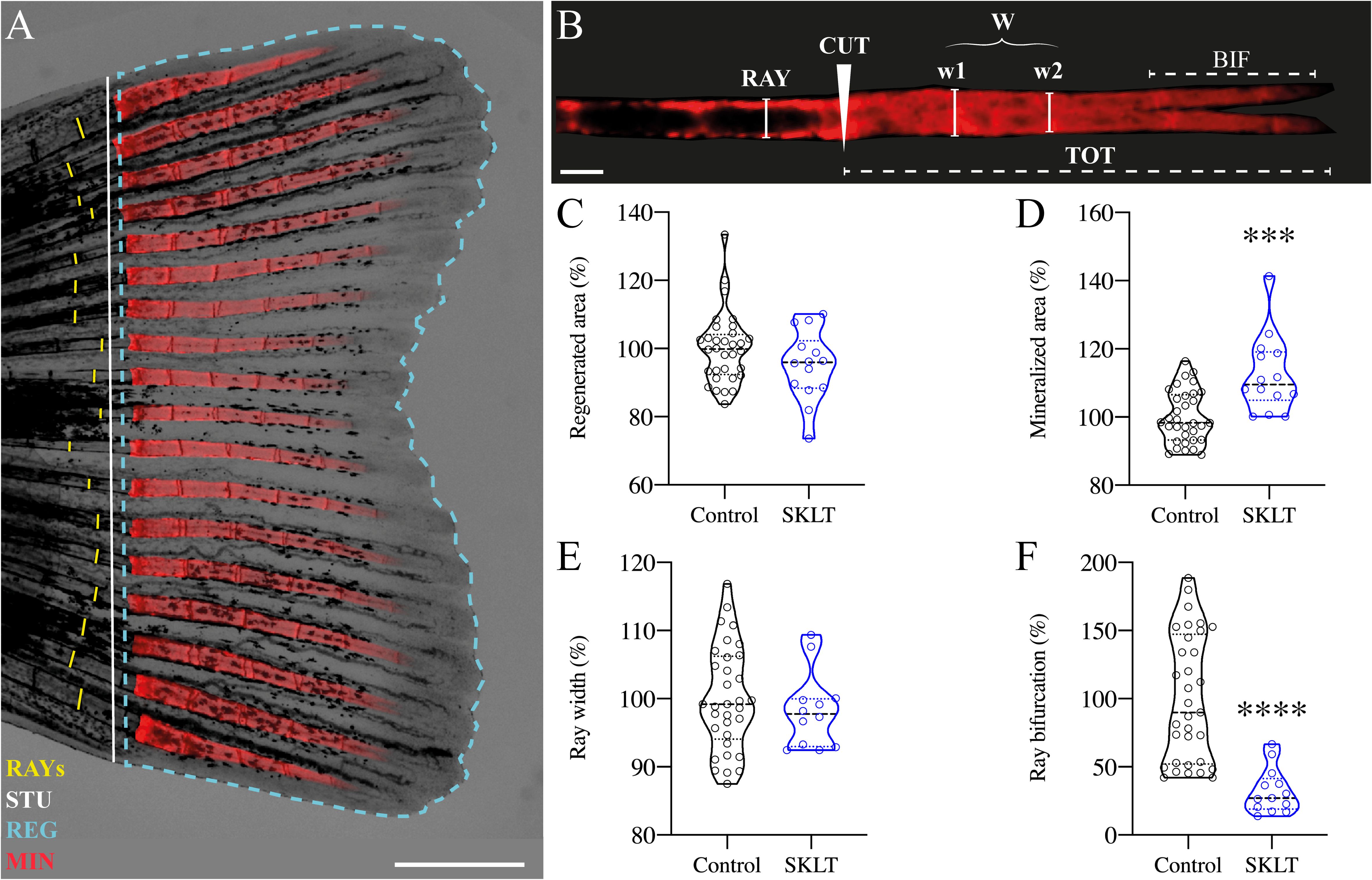 An illustration showing a comparison of fish fin regeneration. Panel A displays a fin schematic with color-coded segments representing different regions. Panel B highlights a section with labels indicating ray, cut, and bifurcation areas. Panels C-F present graphs comparing control and SKLT groups for regenerated area, mineralized area, ray width, and ray bifurcation, with SKLT showing significant differences.