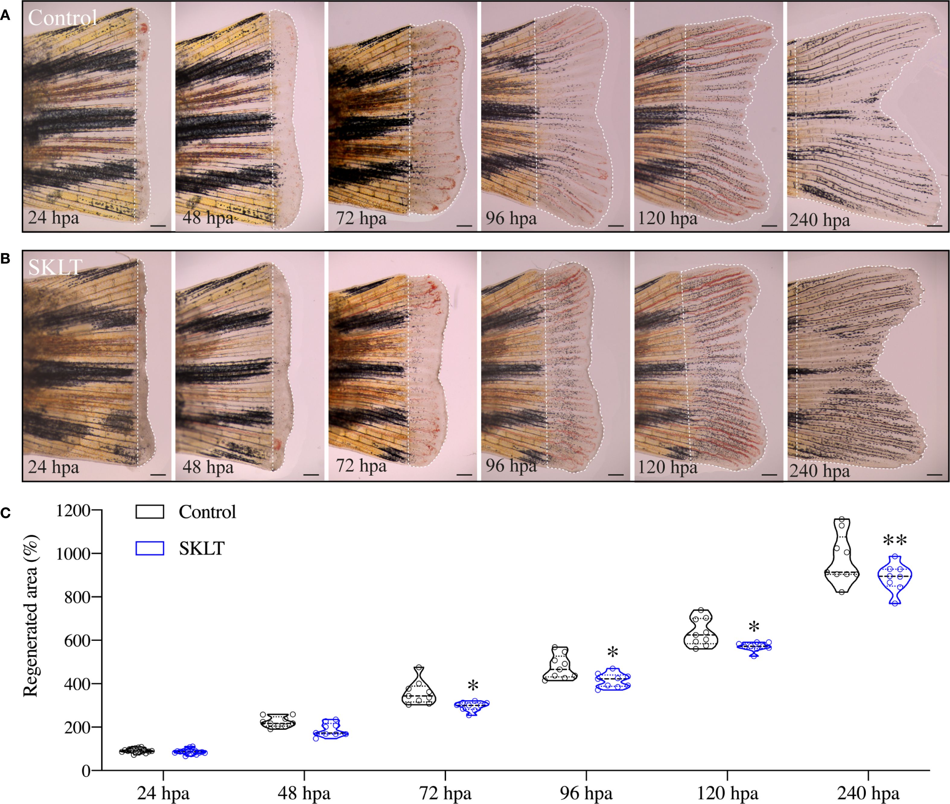 Panel A and B show images of fish fins at different time points: 24, 48, 72, 96, 120, and 240 hours post-amputation (hpa). Panel A is labeled “Control” and Panel B “SKLT.” Each image displays regeneration progression with clear markings indicating the regrowth area. Panel C presents a graph comparing regenerated area percentages over time between Control (black) and SKLT (blue). The x-axis represents time in hpa, and the y-axis shows regenerated area percentage. The graph indicates statistical significance at various time points, marked by asterisks.