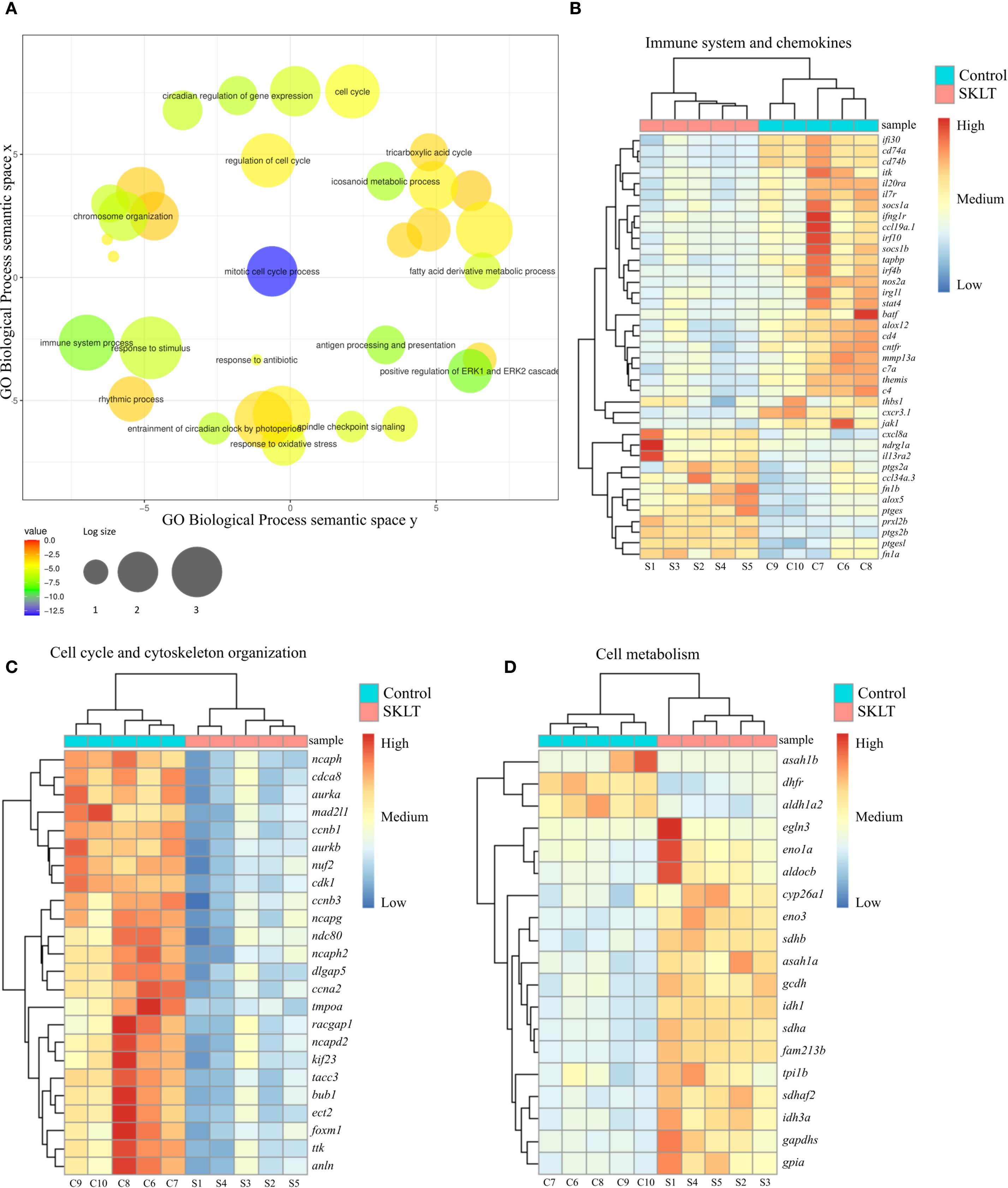 A multi-panel scientific image includes: A) A bubble chart showing Gene Ontology biological processes in a semantic space, with bubble size indicating significance and color representing log value. B) A heatmap titled “Immune system and chemokines” with hierarchical clustering. Colors represent expression levels from high (red) to low (blue). C) A heatmap titled “Cell cycle and cytoskeleton organization,” also with hierarchical clustering and a similar color scheme. D) A heatmap titled “Cell metabolism” with a similar layout and color coding. Each panel compares control and SKLT samples.