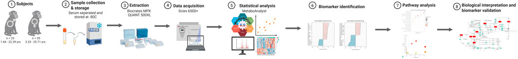 Flowchart illustrating a research process: (1) Subjects include monkeys, with two groups, n=23 and n=35. (2) Blood samples are collected and stored at -80°C. (3) Use of Biocrates MPX and QUANT 500XL for extraction. (4) Data acquisition with Sciex 6500+. (5) Statistical analysis using MetaboAnalyst. (6) Biomarker identification involves graphs showing data comparison. (7) Pathway analysis uses dot or bubble charts. (8) Ends with biological interpretation and biomarker validation using pathway diagrams.