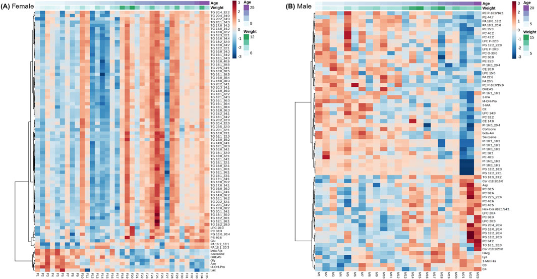Clustered heatmap comparing metabolite levels by sex, labeled (A) Female and (B) Male. Color gradient indicates age and weight, with red for higher values and blue for lower. Vertical and horizontal labels represent different metabolites and samples, grouped by clustering patterns.