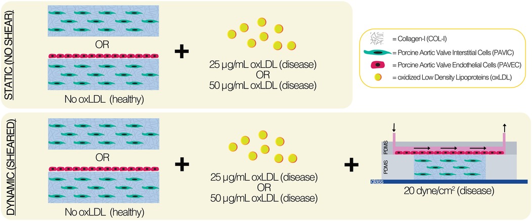Illustration comparing static and dynamic setups for studying the effects of oxidized low-density lipoproteins (oxLDL) on porcine aortic valve cells. The static model includes collagen Type I with either interstitial or endothelial cells and no oxLDL, indicating a healthy state. The dynamic model applies shear stress of 20 dynes per square centimeter, introducing oxLDL at concentrations of 25 or 50 micrograms per milliliter, representing a disease state. A legend defines the components used: collagen Type I, porcine aortic valve interstitial cells, endothelial cells, and oxLDL.