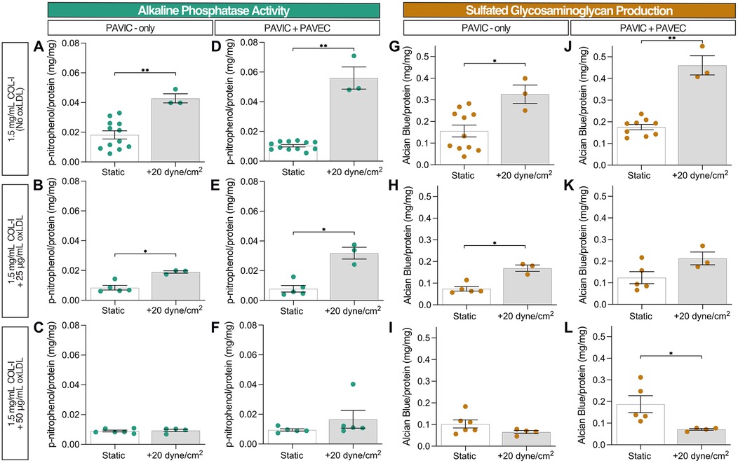 Graphs displaying experimental results on alkaline phosphatase activity and sulfated glycosaminoglycan production. Each set compares static and dynamic conditions (+20 dyne/cm²) under different treatment scenarios. Data points and error bars illustrate variations, with significant differences indicated by asterisks.