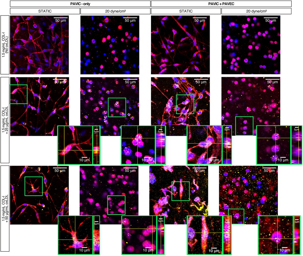 Microscopic images showing fluorescently stained cells under different conditions. The panels are divided into two groups: \