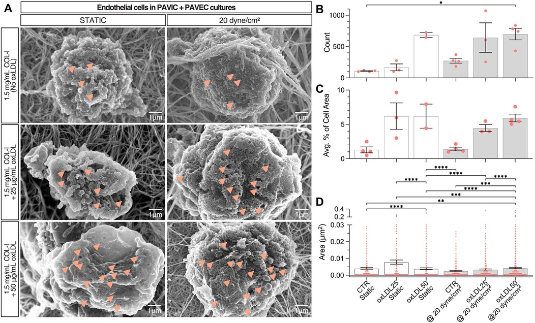 Graphs and microscopic images of endothelial cells in PAVIC and PAVEC cultures are shown. The images in panel A depict cells under static and flow conditions with varying oxLDL concentrations. Panels B, C, and D present bar graphs showing data on count, average percent of cell area, and area in square micrometers, respectively. Statistical significance is indicated with asterisks.