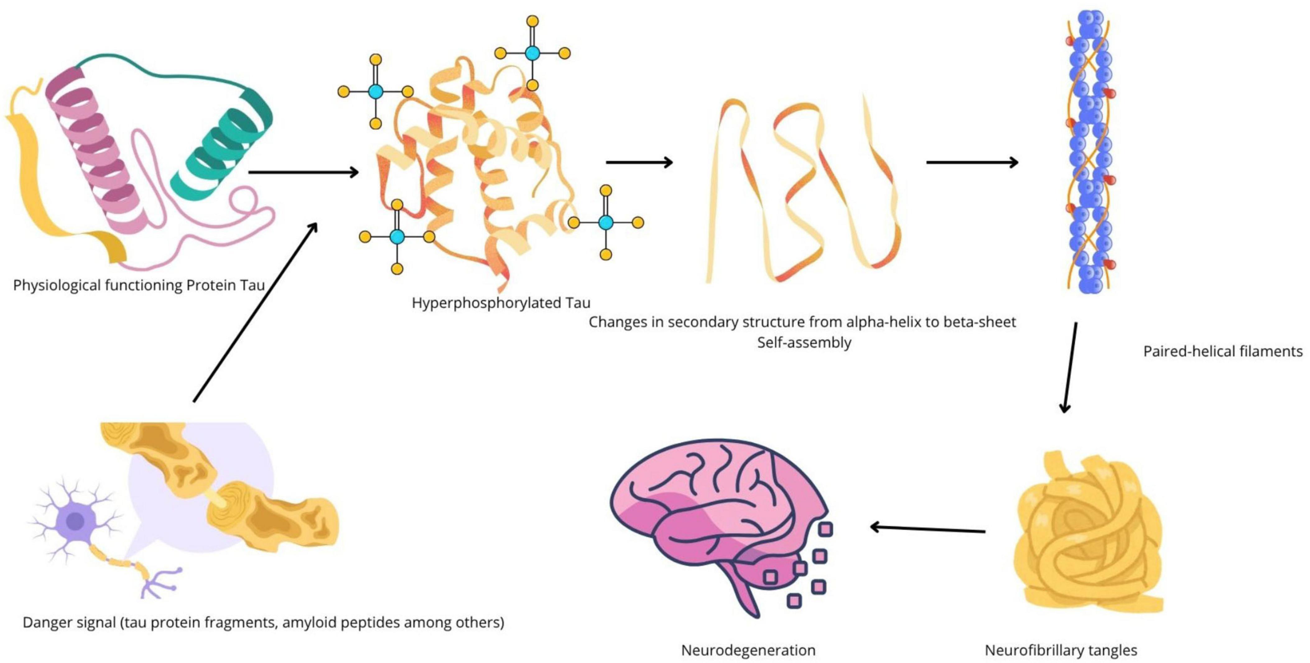 Diagram illustrating the process of tau protein transformation into neurofibrillary tangles. It shows physiological tau becoming hyperphosphorylated, then changing structure from alpha-helix to beta-sheet, and self-assembling into paired-helical filaments. Neurofibrillary tangles form, leading to neurodegeneration in the brain, with the initial signal involving tau protein fragments and amyloid peptides.