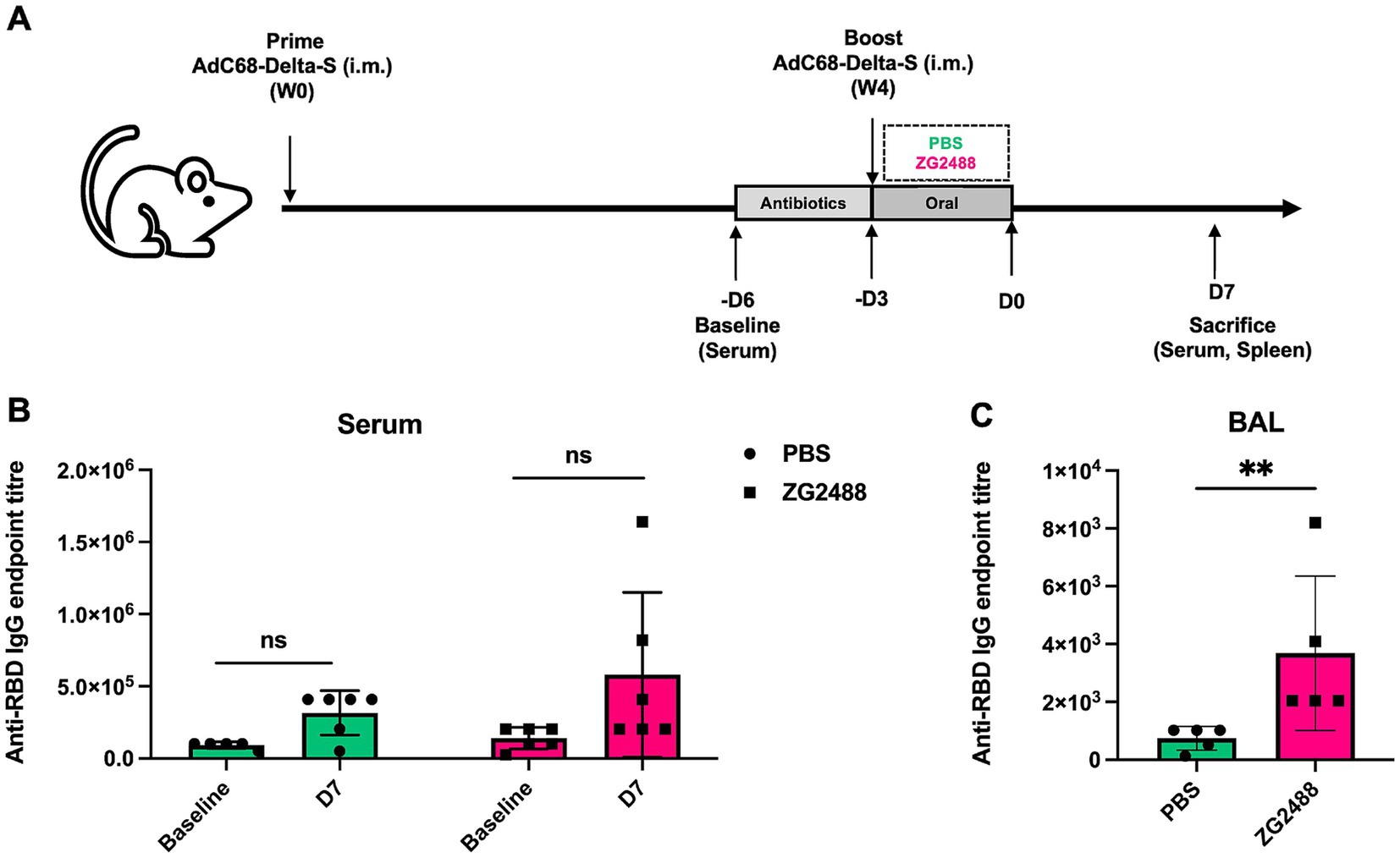 Diagram detailing an experimental timeline and results for a mouse study. Panel A shows the timeline, including vaccinations and treatments. Panel B compares anti-RBD IgG titers in serum at baseline and day seven, showing no significant difference. Panel C shows significant higher titers in the ZG2488 group compared to PBS in BAL fluid. Statistical notations include