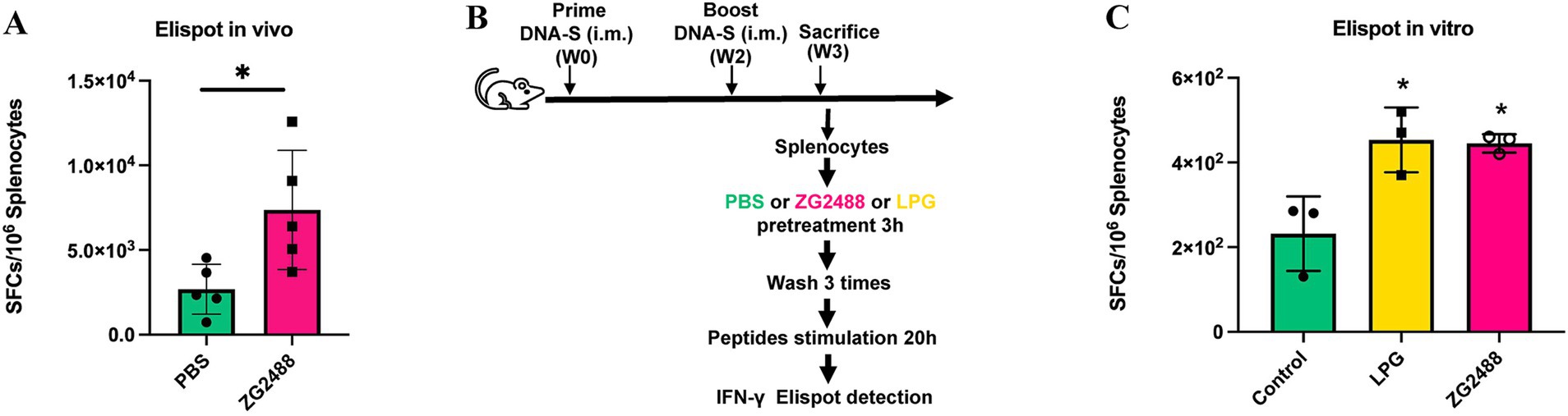 Bar graphs and a diagram illustrate an immunological study. A: In vivo Elispot results show splenocyte response with PBS and ZG2488 treatments, indicating higher responses for ZG2488. B: Diagram depicts the experimental timeline—from priming and boosting with DNA-S to splenocyte collection and pretreatment before IFN-gamma Elispot detection.C: In vitro Elispot results compare control, LPG, and ZG2488, showing increased responses in LPG and ZG2488 groups. Statistical significance is marked with an asterisk.