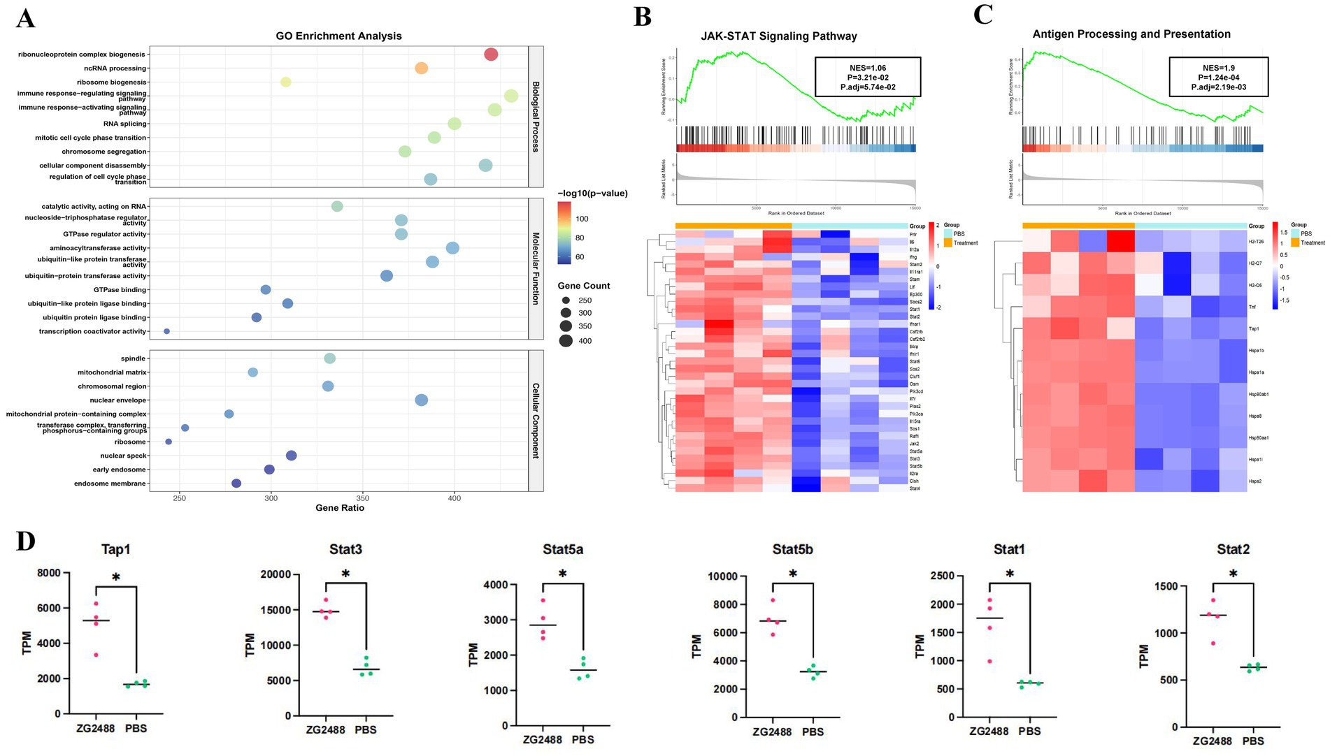 Panel A shows a bubble chart of GO enrichment analysis with categories: Biological Process, Molecular Function, and Cellular Component. Panel B displays a JAK-STAT signaling pathway graph, with heatmap analysis of gene expressions. Panel C illustrates antigen processing and presentation with a similar heatmap. Panel D presents individual gene expression plots for Tap1, Stat3, Stat5a, Stat5b, Stat1, and Stat2, comparing ZG2488 and PBS treatments, with differences marked by asterisks.