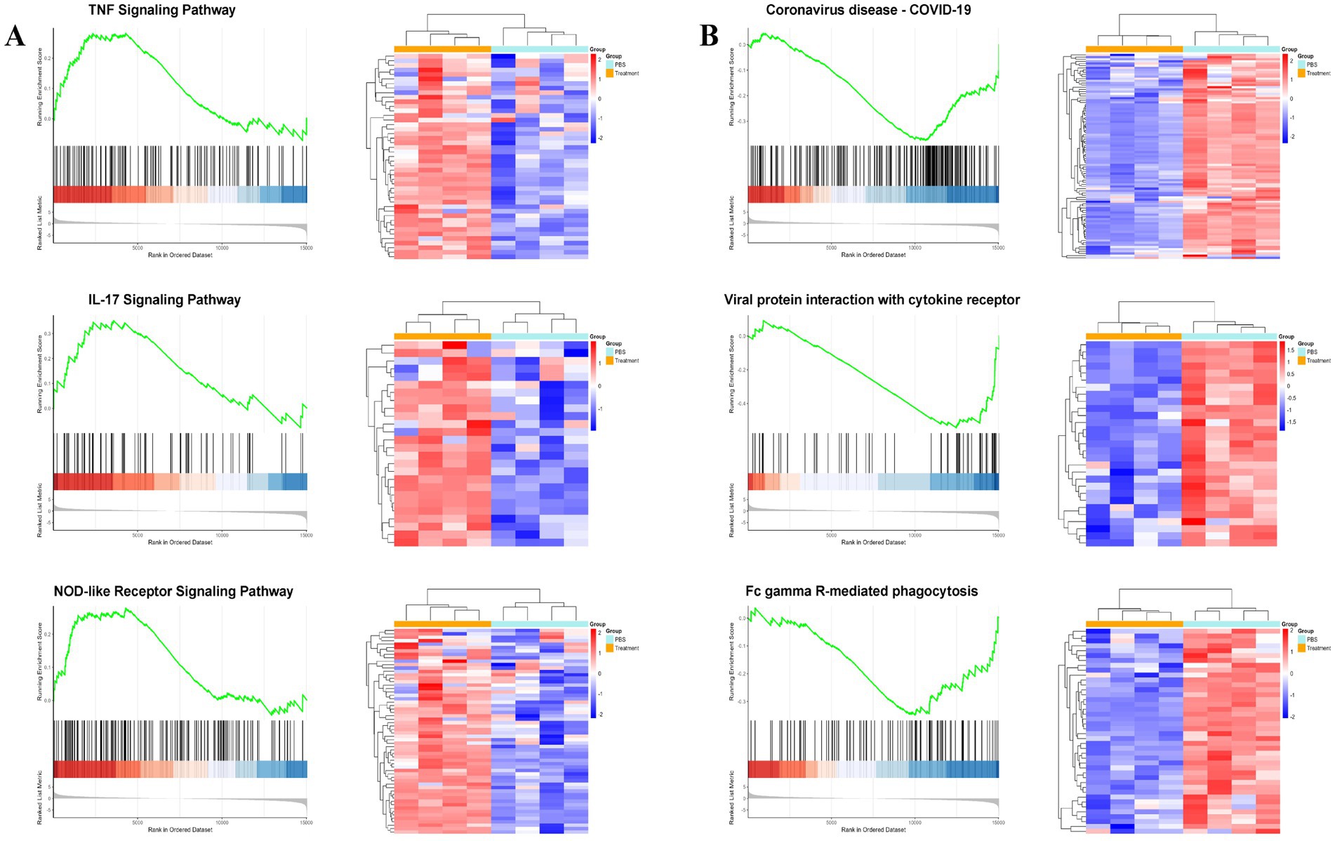 Six panels displaying enrichment plots and heatmaps for various signaling pathways. Panel A shows TNF, IL-17, and NOD-like receptor signaling pathways with plots and corresponding heatmaps. Panel B illustrates Coronavirus disease (COVID-19), viral protein interaction with cytokine receptor, and Fc gamma R-mediated phagocytosis pathways with similar visualizations. Enrichment plots depict ranking in ordered datasets with correlation scores, while heatmaps display gene expression data across different groups. Each heatmap color-codes expression levels from red to blue, indicating varying levels of expression.