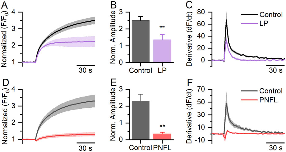 Graphs comparing control and treatment effects on normalized fluorescence and its derivative. Graphs A and D show an increase in normalized fluorescence over 30 seconds with control curves higher than LP (purple) and PNFL (red). Graphs B and E show reduced normalized amplitude in LP and PNFL compared to control, marked by double asterisks indicating significance. Graphs C and F compare the derivative of fluorescence over time, showing greater peaks for control than for LP and PNFL.