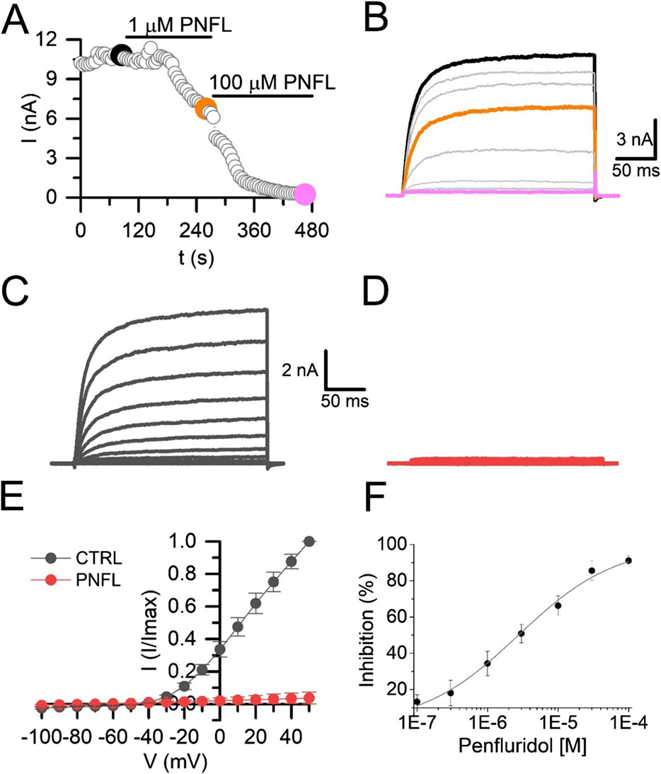 Graphs and charts depict the effects of PNFL on ion currents. Panel A shows current reduction over time with two concentrations of PNFL. Panel B shows current traces upon treatment. Panel C presents a control current response. Panel D shows a flat trace. Panel E illustrates voltage-current relationships for control versus PNFL. Panel F displays dose-response inhibition curve with penfluridol concentrations, showing increased inhibition with higher concentrations.
