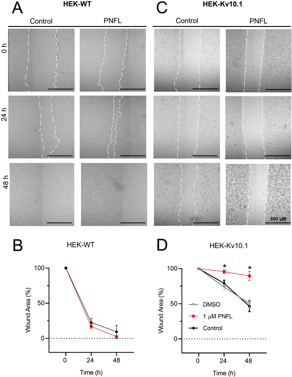 Microscopic images and graphs comparing wound healing in HEK-WT and HEK-Kv10.1 cells treated with control and PNFL. Panels A and C show wound closure over time (0, 24, and 48 hours) with dashed lines indicating wound edges. Graphs B and D depict the percentage of wound area over time for each treatment, showing that HEK-Kv10.1 has significantly different responses to PNFL compared to control, marked by asterisks.