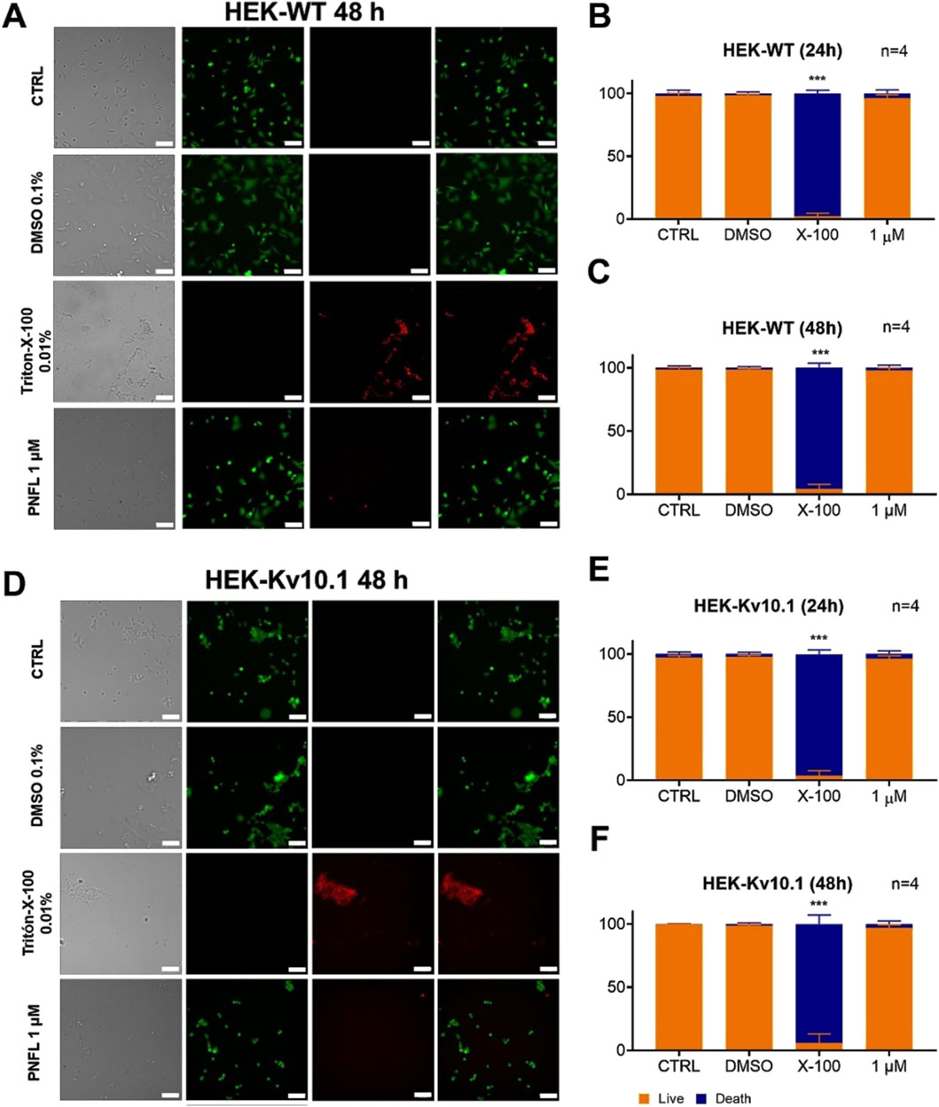 Panels A and D show microscopy images of HEK cells treated under different conditions for 48 hours, displaying green and red fluorescence. Panels B, C, E, and F present bar graphs comparing live and death cell percentages in the HEK-WT and HEK-Kv10.1 cells at 24 and 48 hours, with treatments of CTRL, DMSO, Triton X-100, and PNFL. Orange bars indicate live cells, while blue bars indicate cell death, showing significant effects for Triton X-100 treatment.