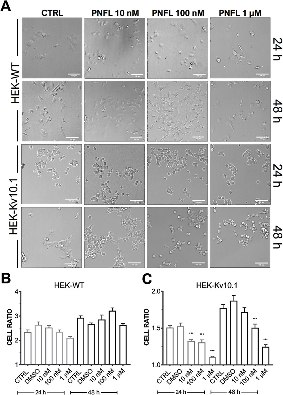 Panel A shows micrographs of HEK-WT and HEK-Kv10.1 cells at 24 and 48 hours under control and various PNFL concentrations (10 nM, 100 nM, 1 μM). Panels B and C depict bar graphs showing cell ratios for HEK-WT and HEK-Kv10.1 under the same conditions, illustrating changes over time and treatment.