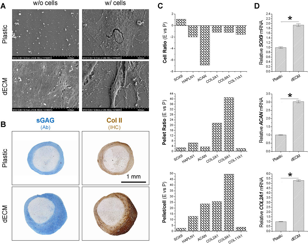 A four-part figure illustrating the comparison between plastic and dECM scaffolds for cell culture and analysis. Part A shows electron microscope images of scaffolds without and with cells, highlighting surface differences. Part B depicts stained sections showing sGAG (blue) and Col II (brown) for both plastics and dECM, with varied intensity indicating matrix production. Part C presents bar graphs of cell, pellet, and pellet-per-cell ratios, comparing data between conditions. Part D displays bar charts of relative mRNA levels of SOX9, ACAN, and COL2A1, showing significant increases in the dECM group, indicated by asterisks.