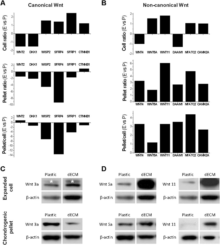 Bar graphs and Western blots show canonical and non-canonical Wnt signaling. Panel A shows cell, pellet, and pellet/cell ratios for canonical Wnts WNT2, DKK1, WISP2, SFRP4, SFRP1, and CTNNB1. Panel B shows similar metrics for non-canonical Wnts, including WNT4, WNT5A, WNT11, DAAM1, NFATC2, and CAMK2A. Panels C and D present Western blots for Wnt signaling proteins Wnt 3a, Wnt 5a, and Wnt 11 in plastic and dECM conditions, with β-actin as the loading control. Asterisks indicate notable bands.