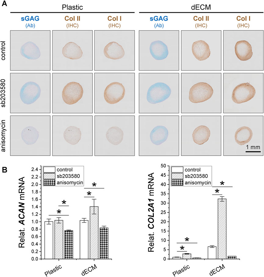 Panel A shows stained tissue samples for sGAG, Col II, and Col I on plastic and dECM substrates under control, sb203580, and anisomycin conditions. Panel B presents bar graphs depicting the relative mRNA levels of ACAN and COL2A1 for the same conditions, with statistical significance indicated by asterisks.