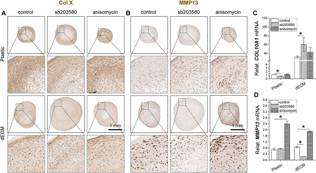 Histological images depict tissue samples stained for Col X and MMP13 under different conditions: control, sb203580, and anisomycin on plastic and dECM substrates. Insets show magnified regions highlighting staining patterns. Graphs on the right (C and D) display quantitative mRNA levels of COL10A1 and MMP13, respectively, across these conditions.