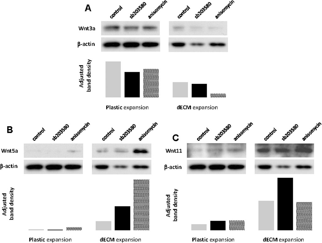 Western blot analysis in panels A, B, and C shows the expression of Wnt3a, Wnt5a, and Wnt11 proteins with β-actin as a loading control. Conditions include control, SB203580, and anisomycin treatments on plastic and dECM expansions. Corresponding bar graphs depict adjusted band density, illustrating differences in protein expression across conditions and substrates.