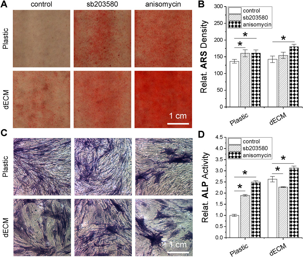 Panel A shows images of cells under three conditions: control, sb203580, and anisomycin, on plastic and dECM, stained for mineralization. Panel B is a bar graph showing relative ARS density for these conditions, with anisomycin showing significantly higher density. Panel C shows cellular morphology under the same conditions stained for ALP activity. Panel D is a bar graph showing relative ALP activity, with anisomycin again showing higher activity. Scale bars indicate 1 cm, with significant differences marked by asterisks.